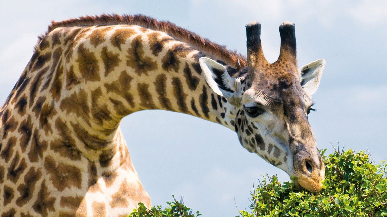 Full day Safari To Mikumi National Park Fly From Zanzibar