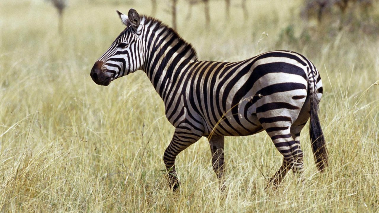 Safari Selous National Park Fly from Zanzibar Full day Tour