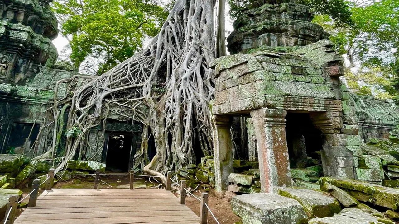 Strangler fig tree at Ta Prohm Temple