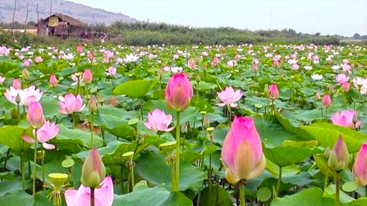 Lotus farm southern Siem Reap