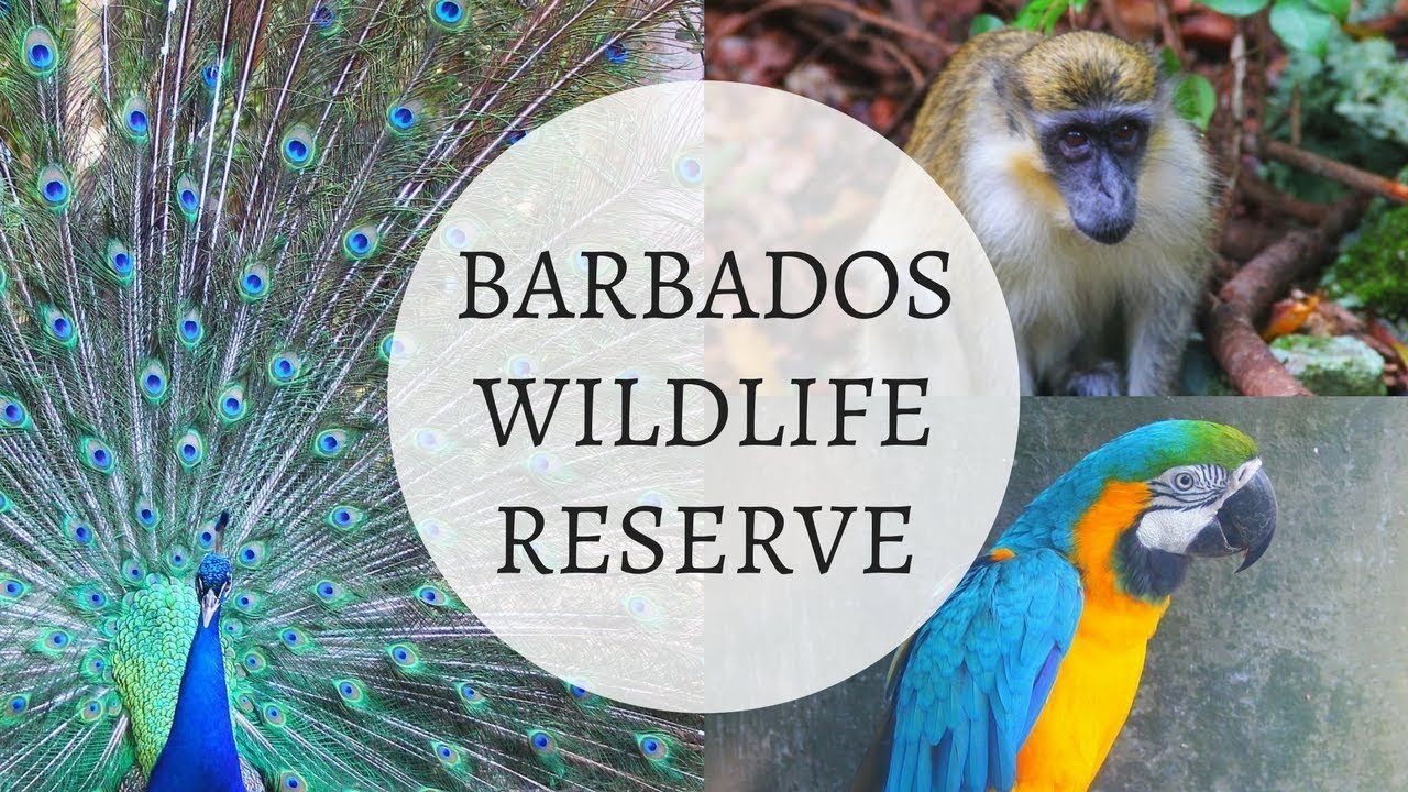 Barbados Wildlife Reserve