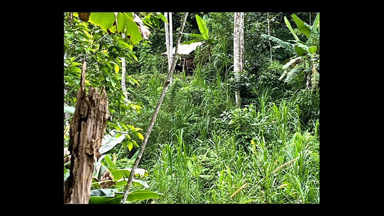 Lastly we are gonna have a lunch at a Small forest for our final before getting you back on where we picked you up.