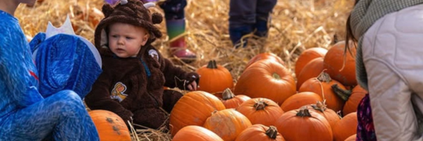Pumpkin Patch Kildare logo