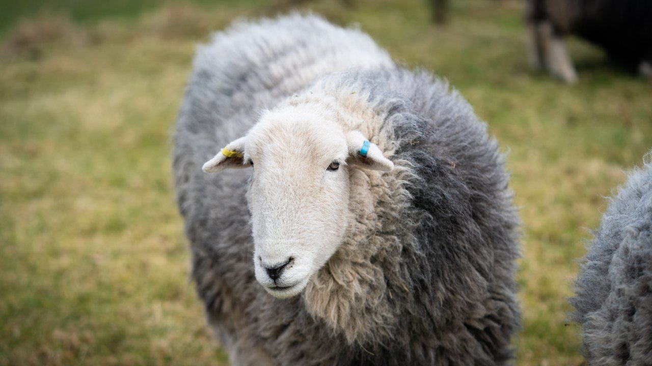 Online Leader-sheep and Communication Workshop with Dougal