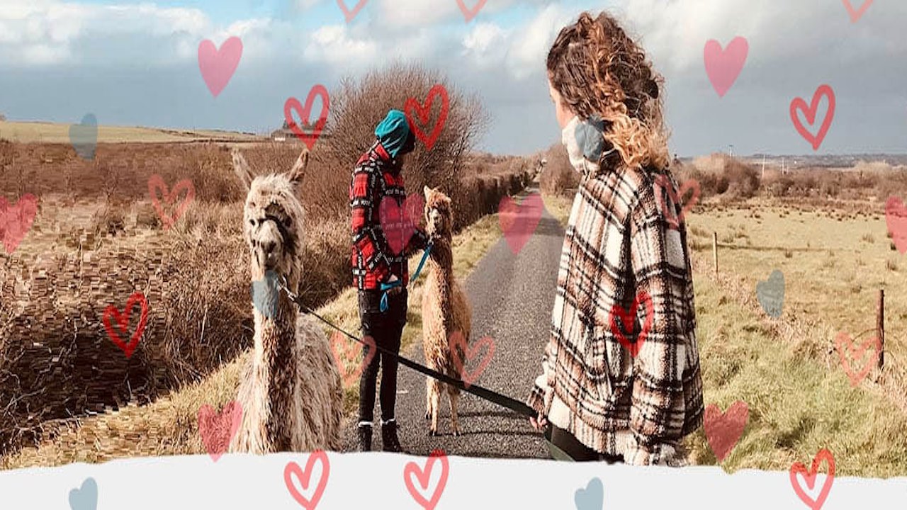 Love & Alpacas 