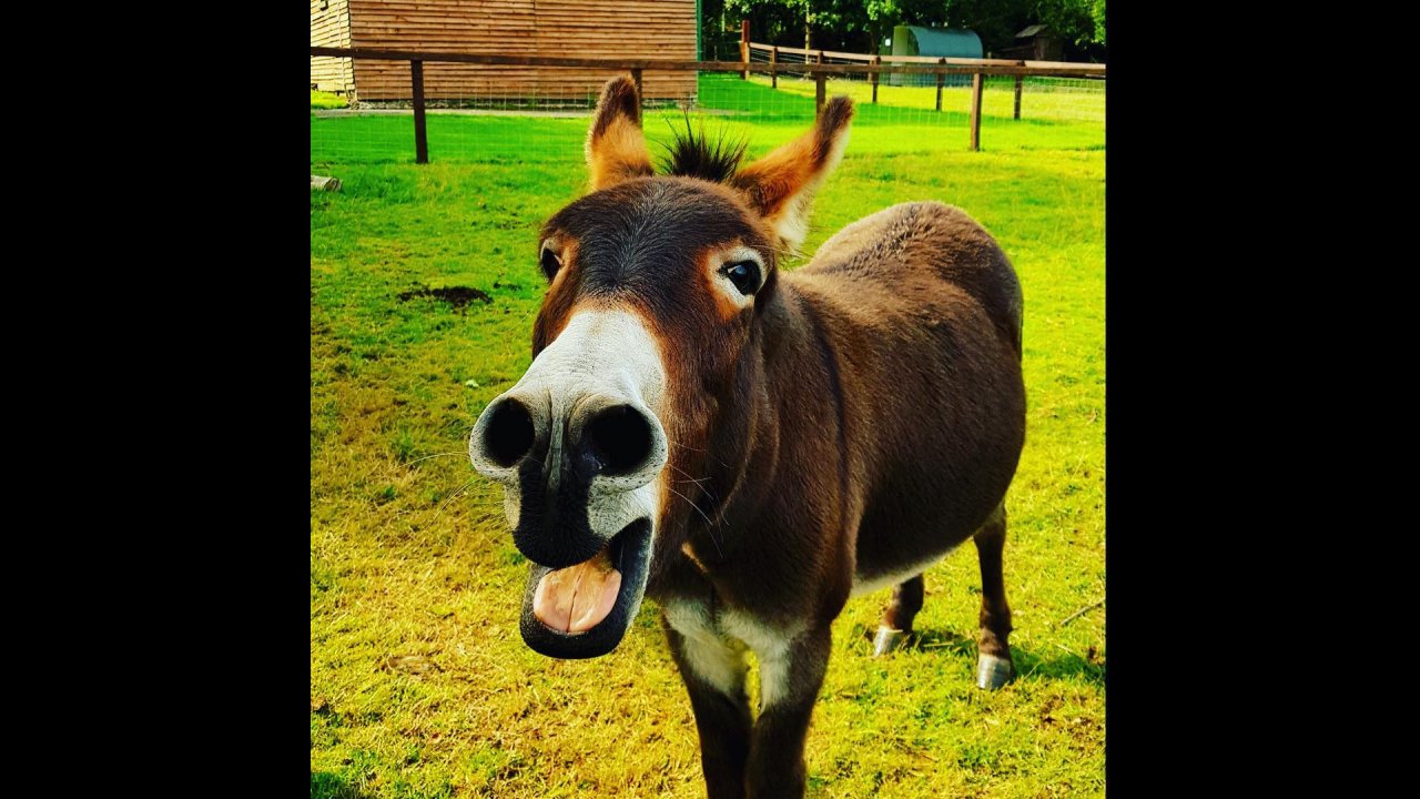 donkey