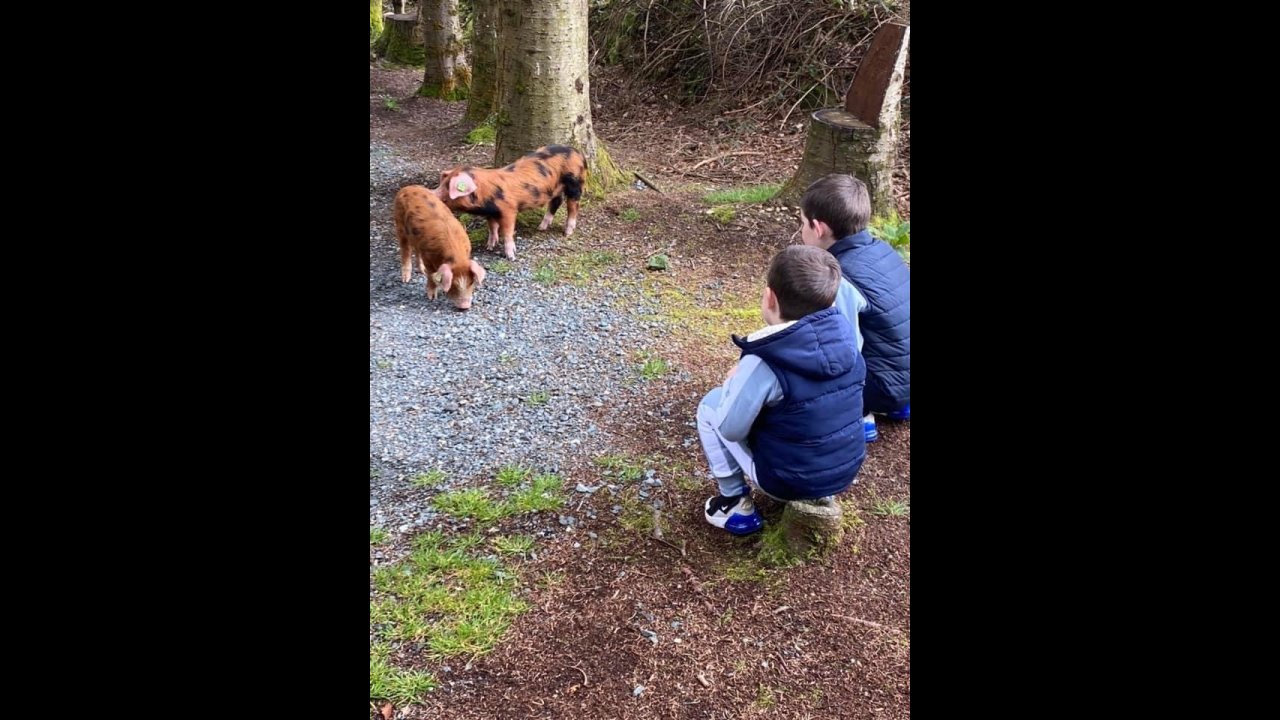 piglets on nature walk