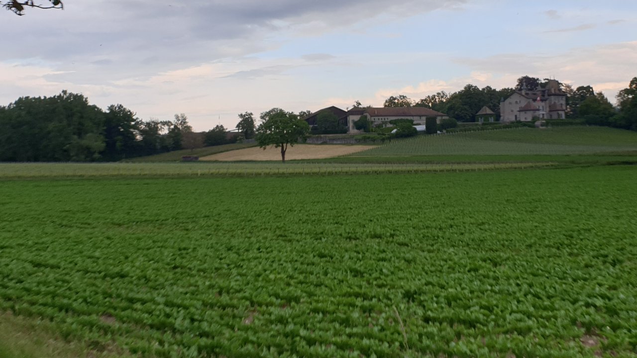 Castle wine tasting destination