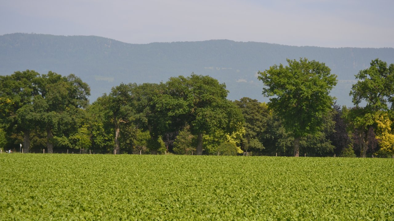 Geneva Countryside