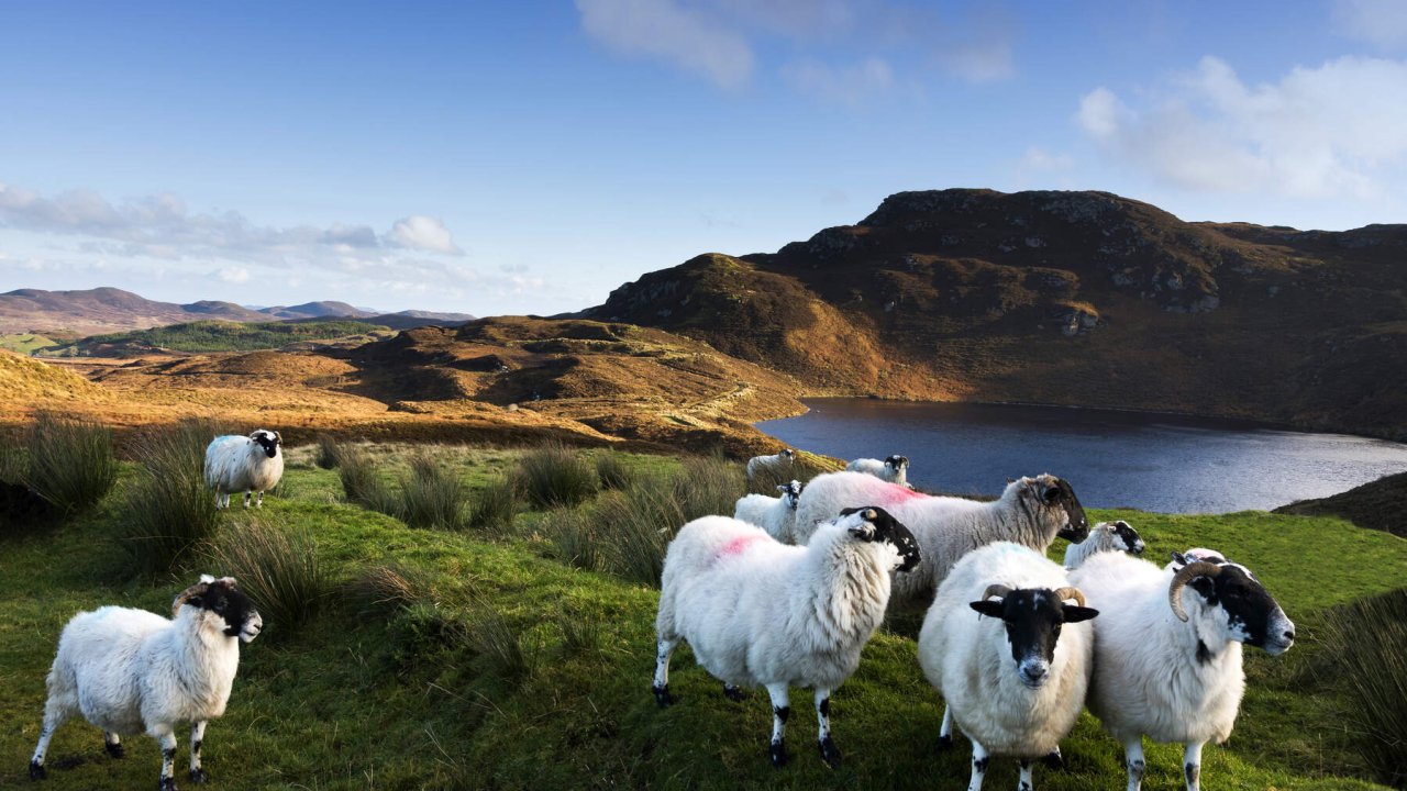 Scots blackface shhep