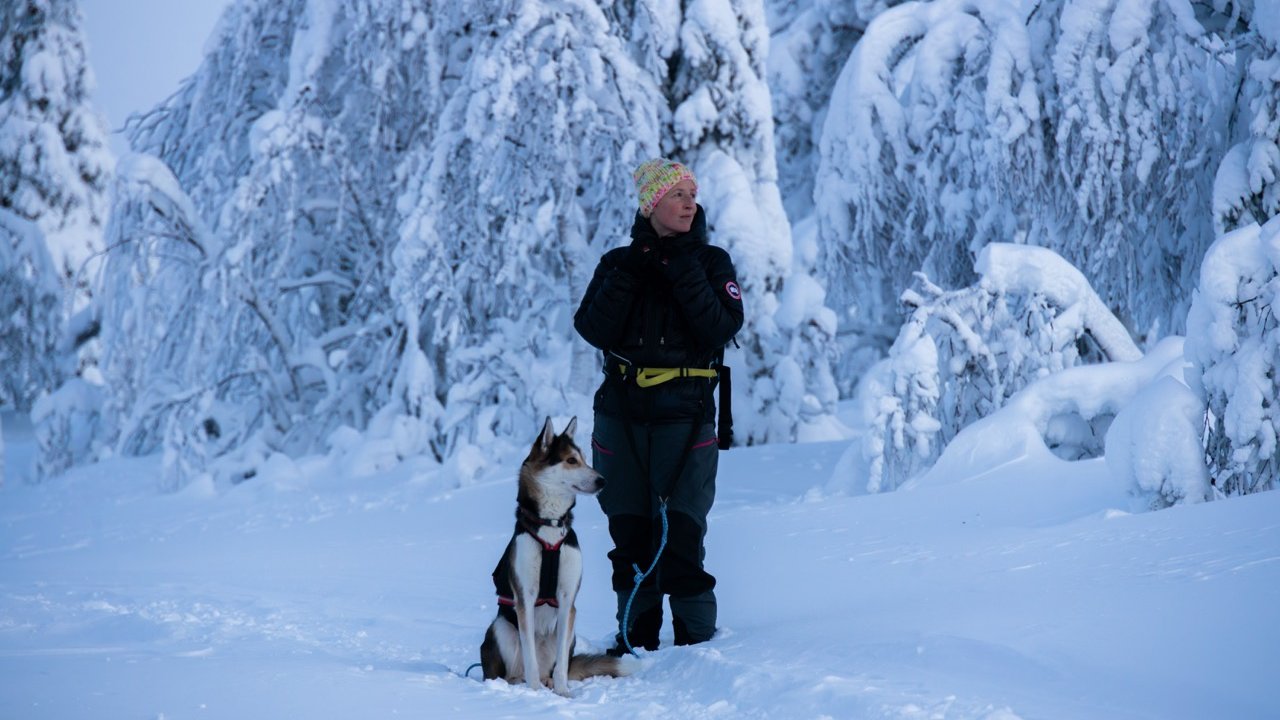 Arctic Husky Adventure – Lapland Husky Programme 