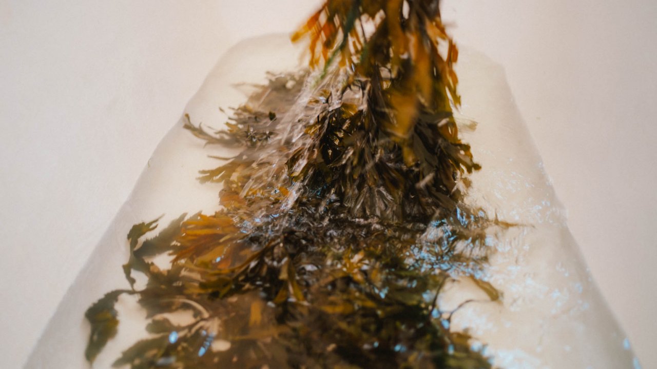 Freshly harvested seaweed, soaking in warmed seawater full of goodness for your natural bathing treatment