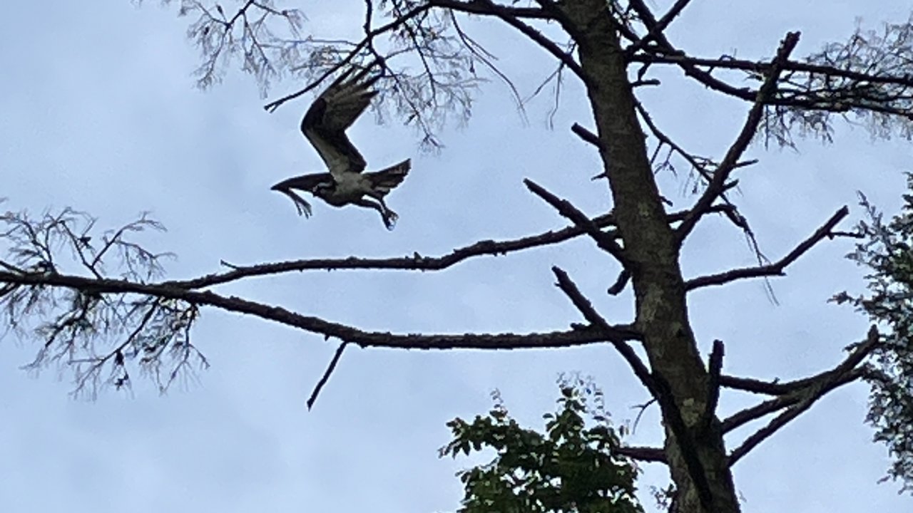 Tours will often encounter various wildlife in either direction