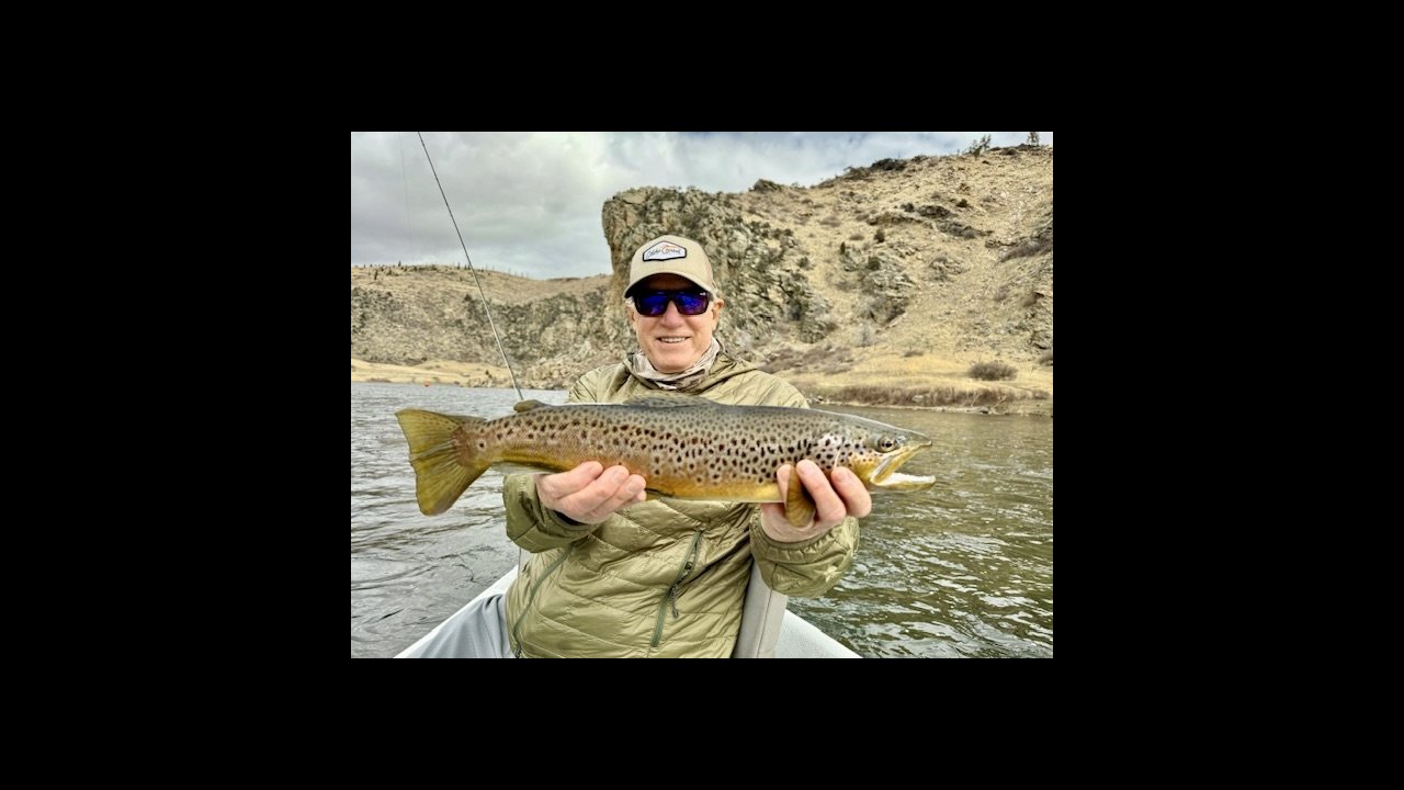 Lower Madison brown trout