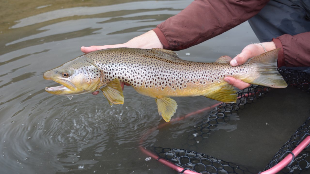 Spring Brown trout