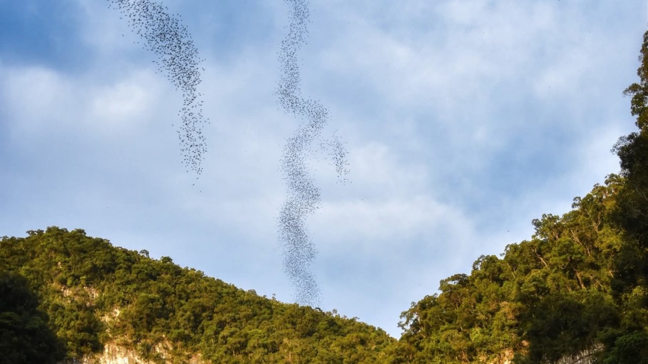 Bats exodus at Deer Cave