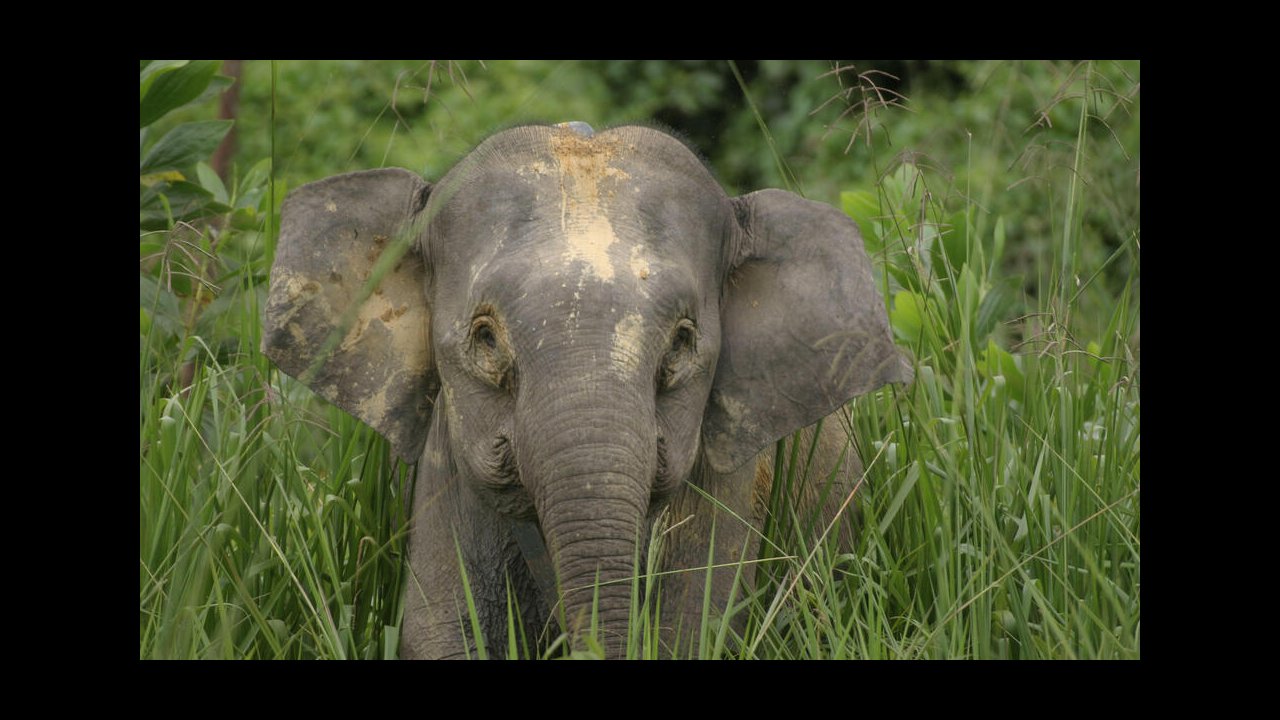 Borneo Elephant