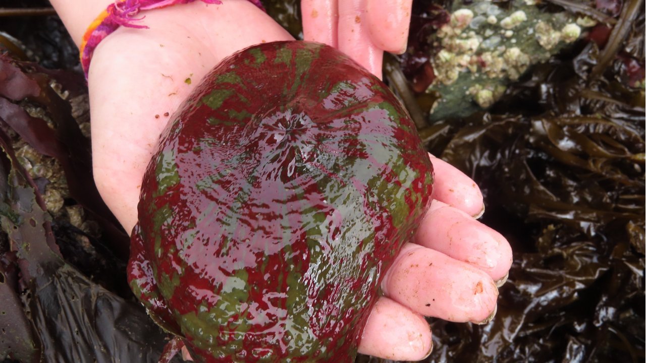 A Christmas Anemone, native to Kachemak Bay.