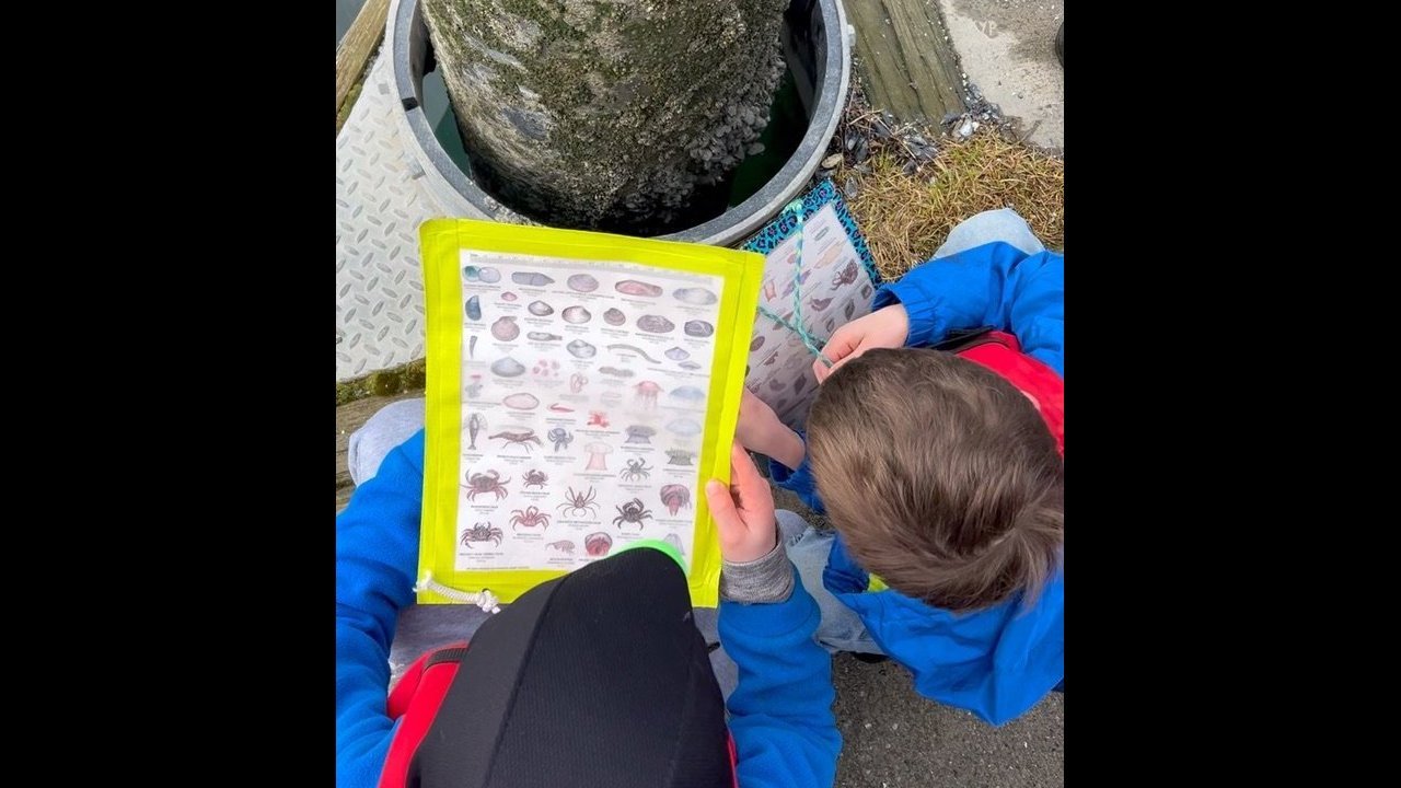 From mussels on pilings to anemones under the dock--there's something to see around every corner.
