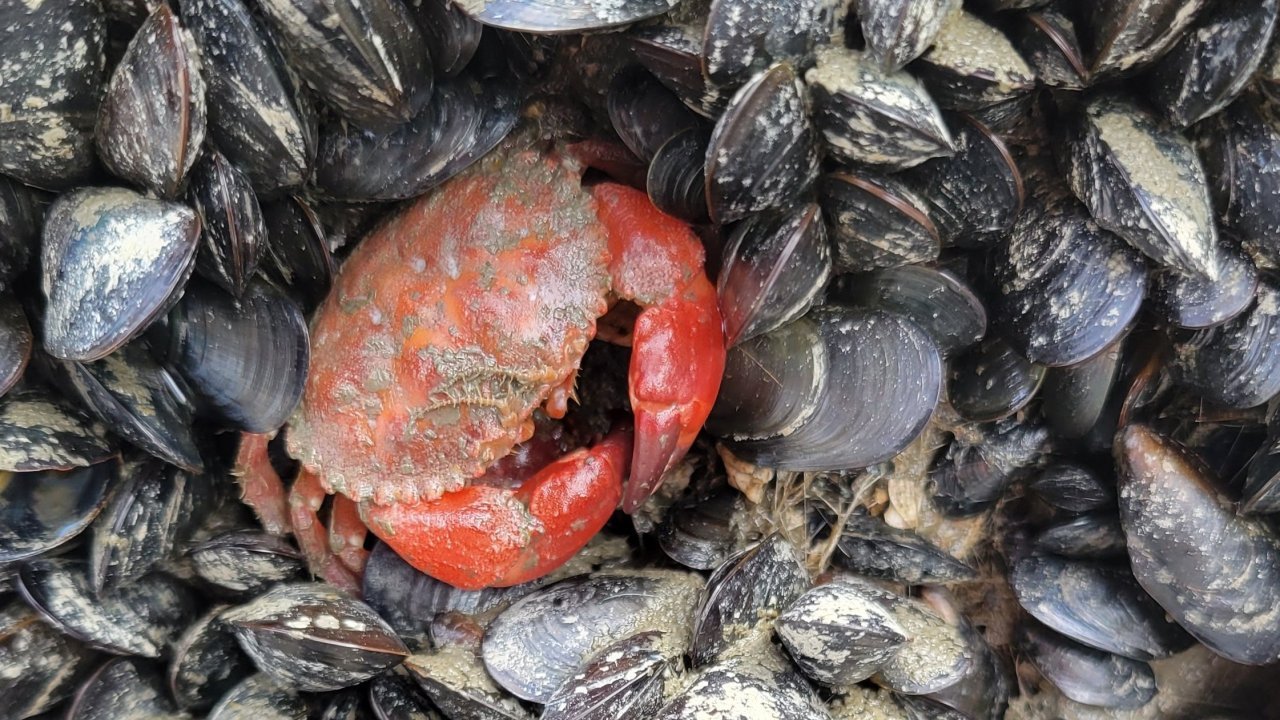 A rock crab hiding among some mussels.