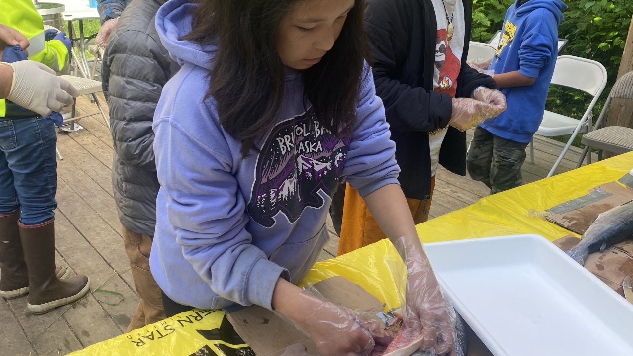 Campers learn about salmon anatomy by doing a dissection.