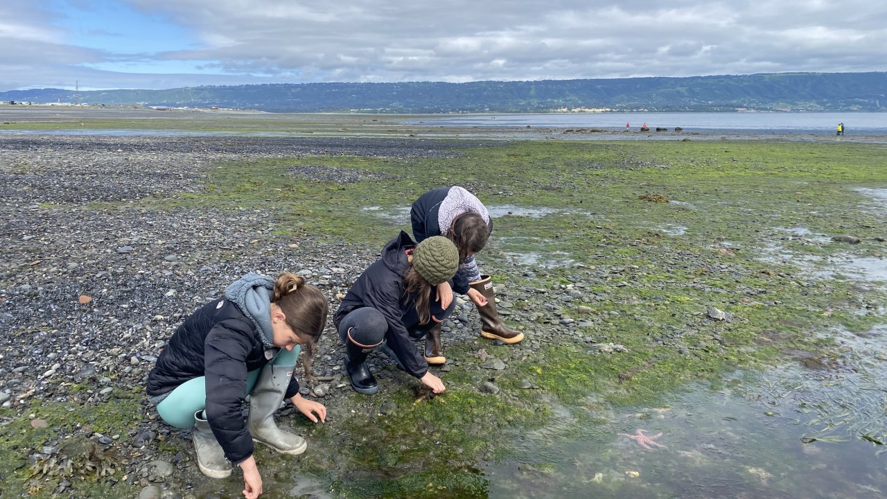 Campers explore eelgrass habitat on the Homer Spit.