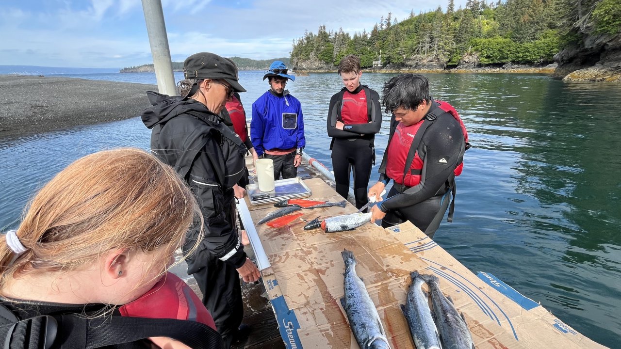 Participants learn how to fillet salmon on the Peterson Bay dock.