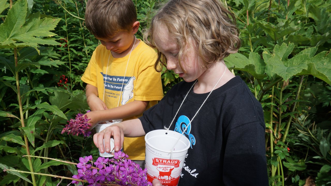 Campers harvesting fireweed blooms.