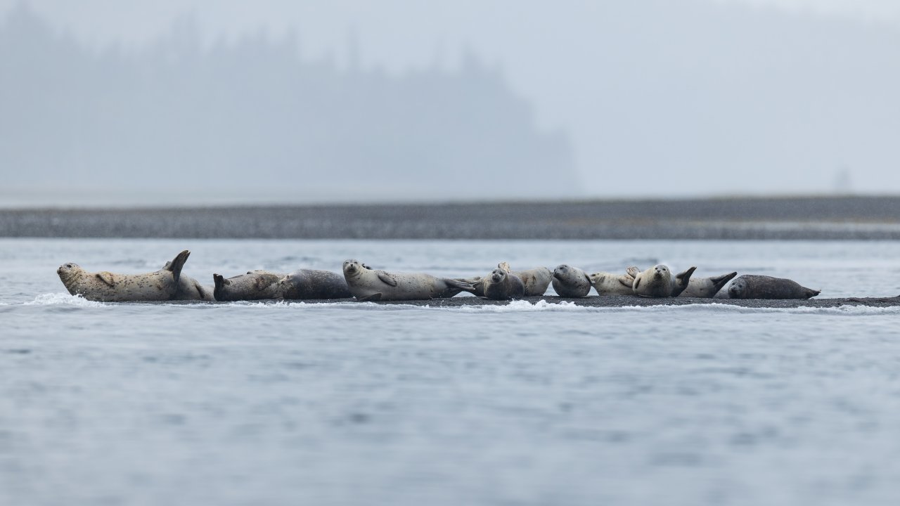 Harbor seals hauled out in Kachemak Bay. Photo by Joey Hausler.
