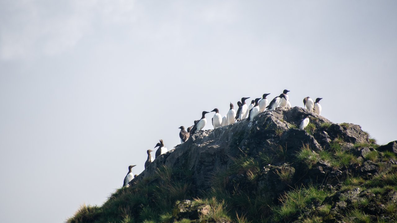 Common Murres atop Gull Island. Photo by Nicole Webster.