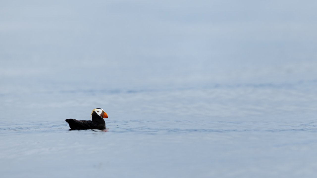 Puffins flock to the area to breed. Photo by Joey Hausler.
