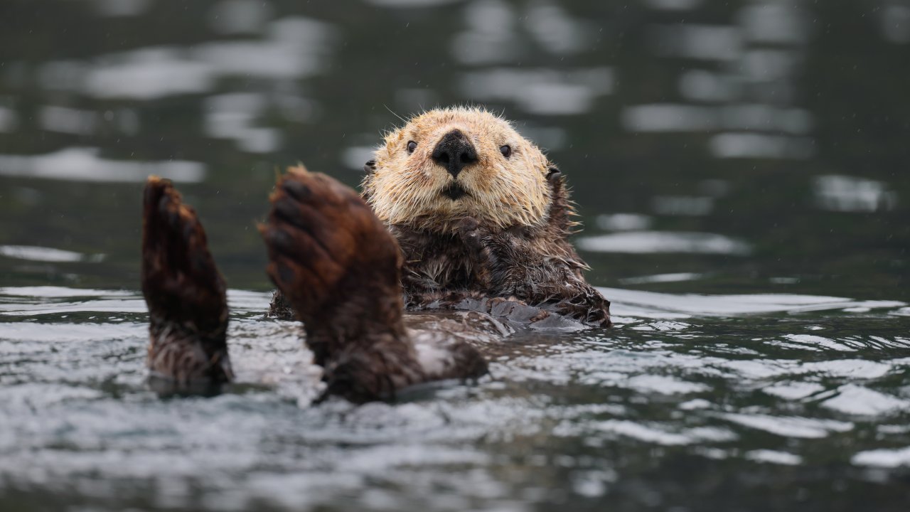 Otters abound in Kachemak Bay. Photo by Maxime Légaré-Vézina.
