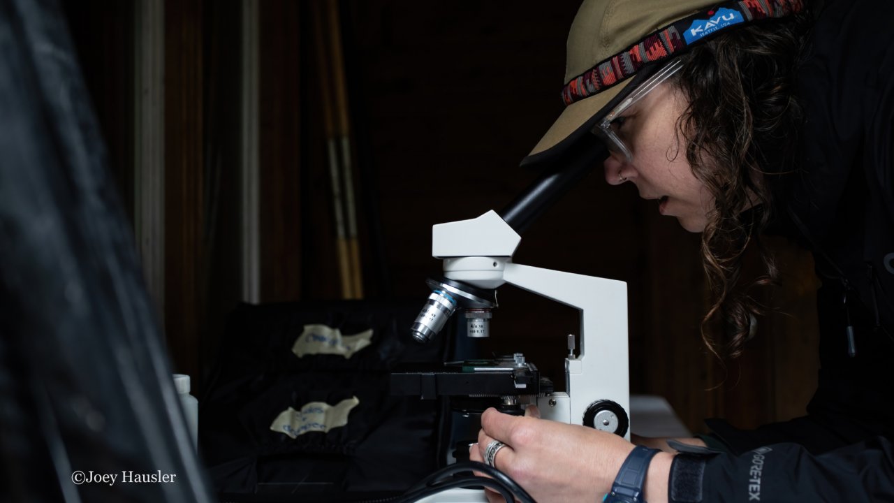 Examining a plankton sample at the Peterson Bay Field Station. Photo by Joey Hausler.