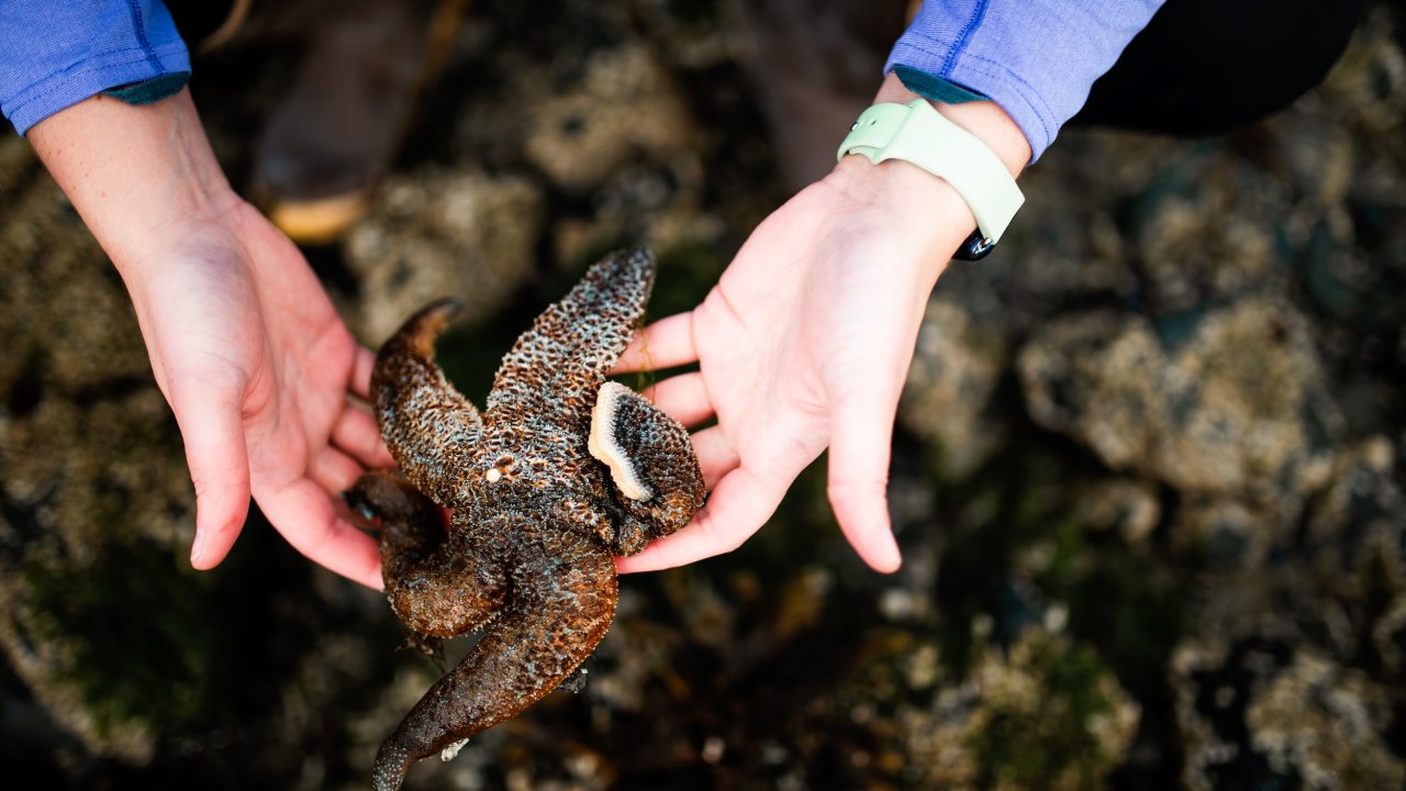 Interacting with a sea star in Peterson Bay. Photo by Wilder Arts Photography.