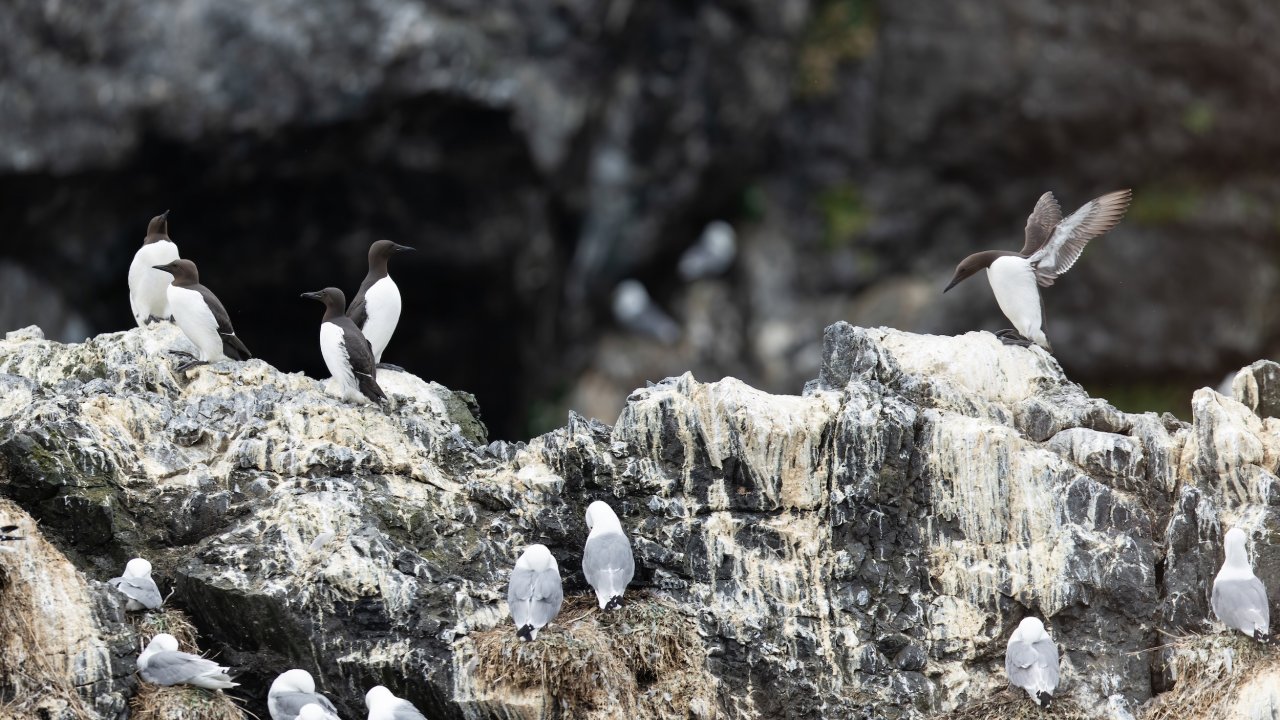 Common Murres congregate on Gull Island. Photo by Joey Hausler.