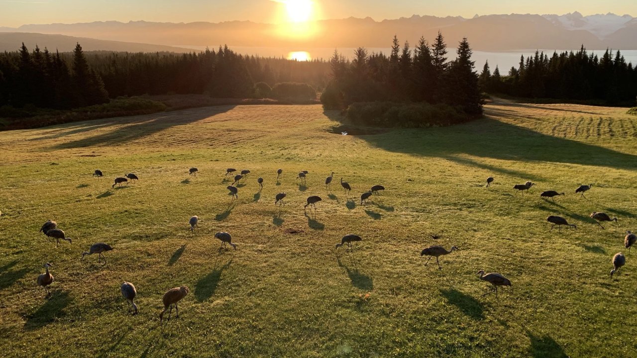 Sandhill cranes gathered at the ridge