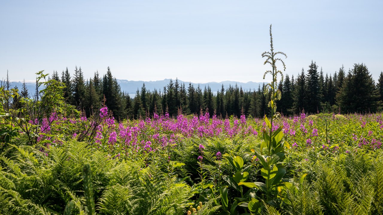 The Lutz/Fireweed Loop trail at the Wynn, in full summer form. Photo by Twolined Studio.