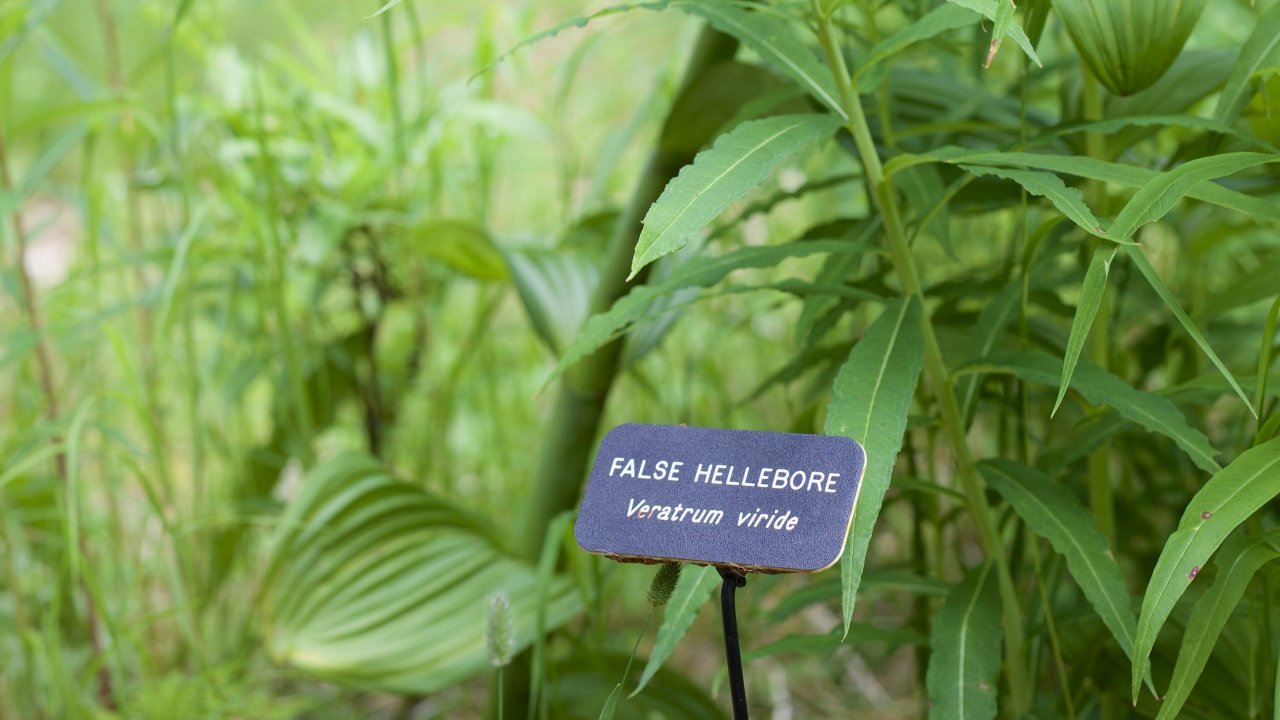 Learn your local plants at the Wynn Nature Center.
