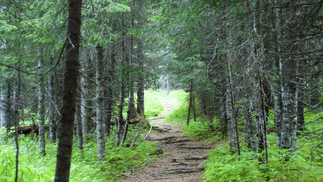The Moose Meander trail takes you through mossy spruce forests. 