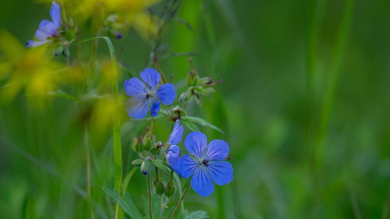 Local wildflowers include this native geranium species. Photo by Twolined Studio.