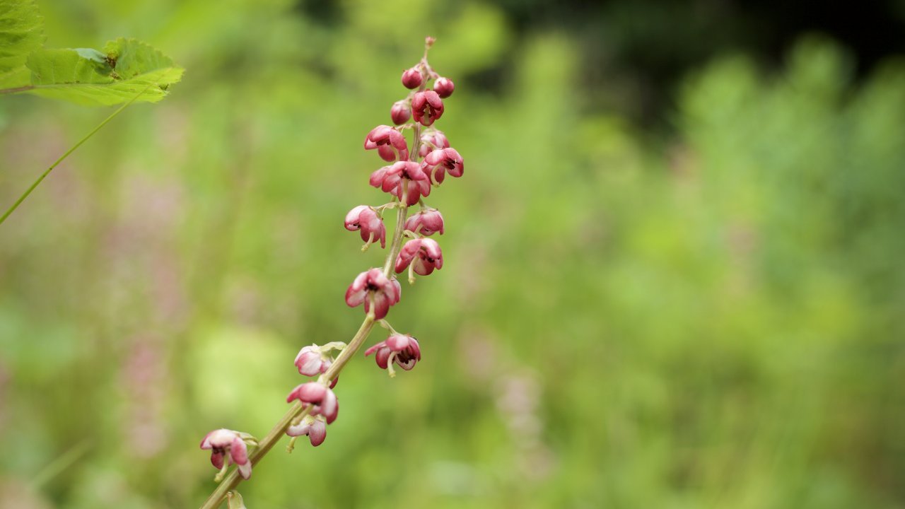 Pink Pyrola is a native wildflower frequently seen at the Wynn. Photo by Heather Eckert.
