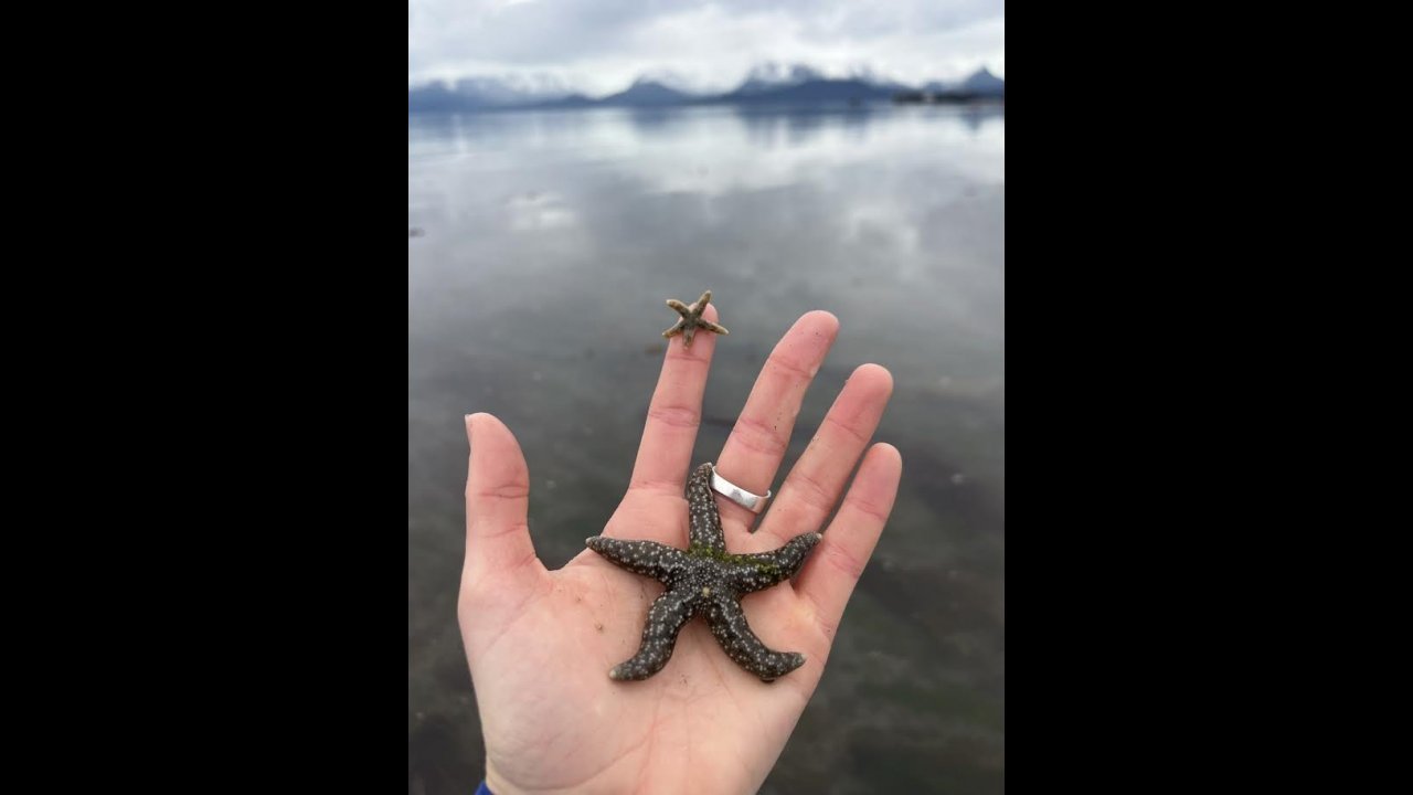 A hand holding a True Star and a little star at Pier One beach