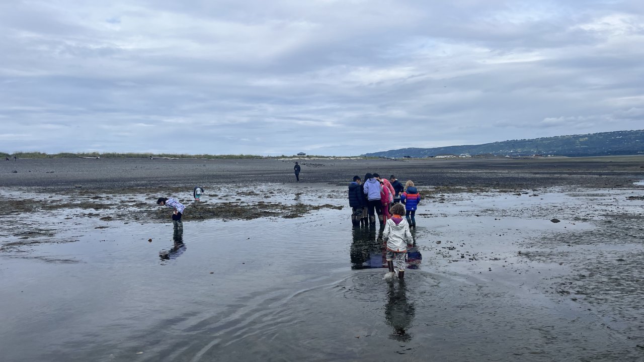 Guided tide pooling at Pier One beach