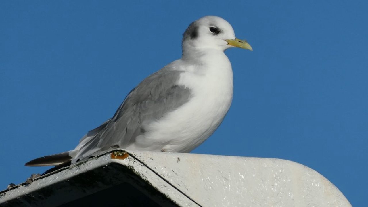 Kittiwake