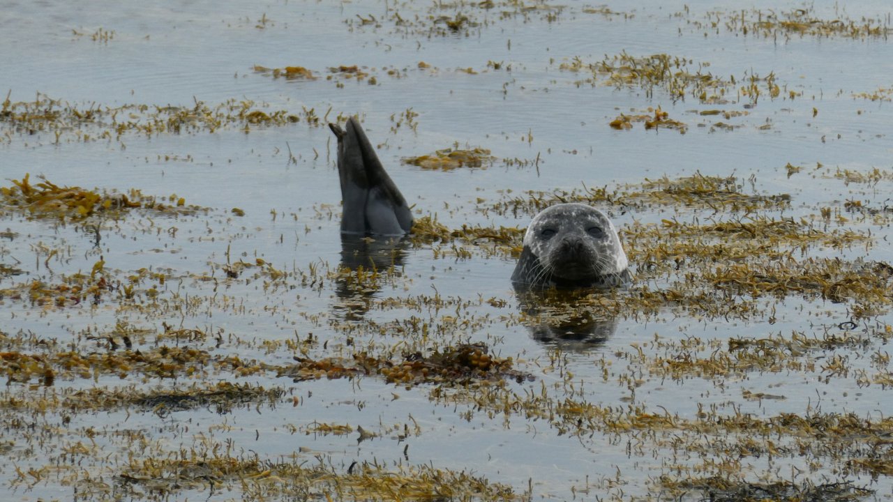 Harbour seal