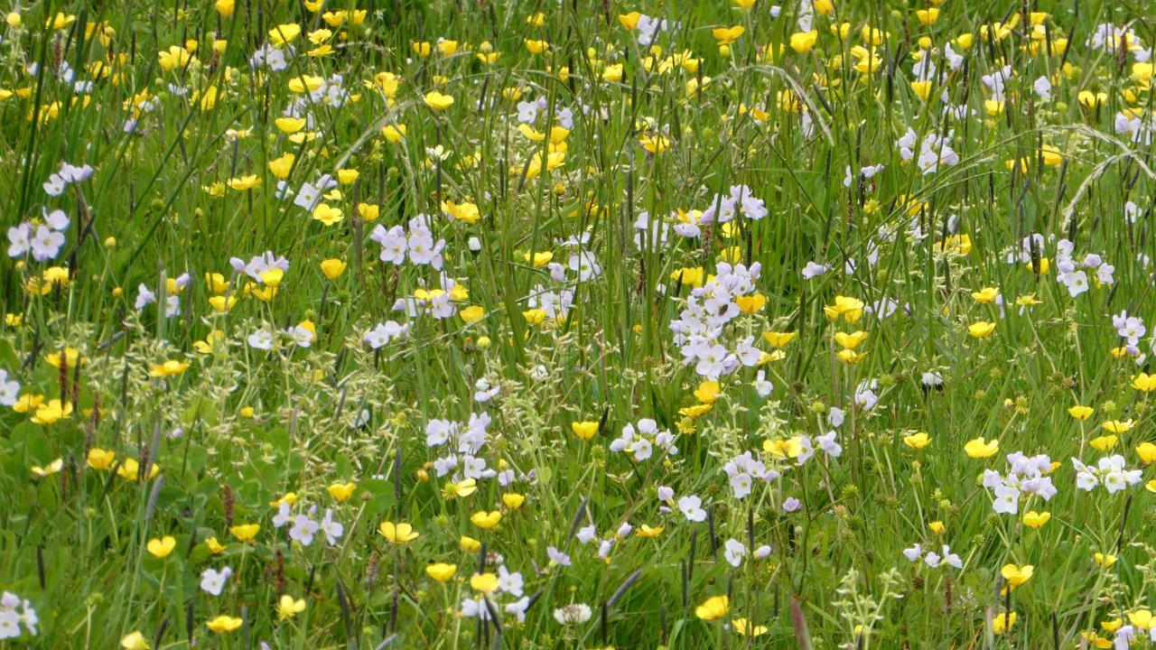Wildflower meadow