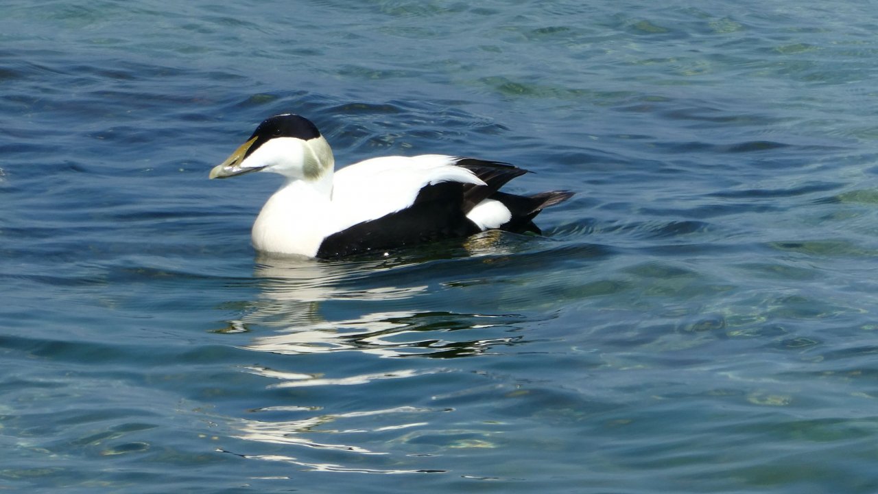 Eider duck