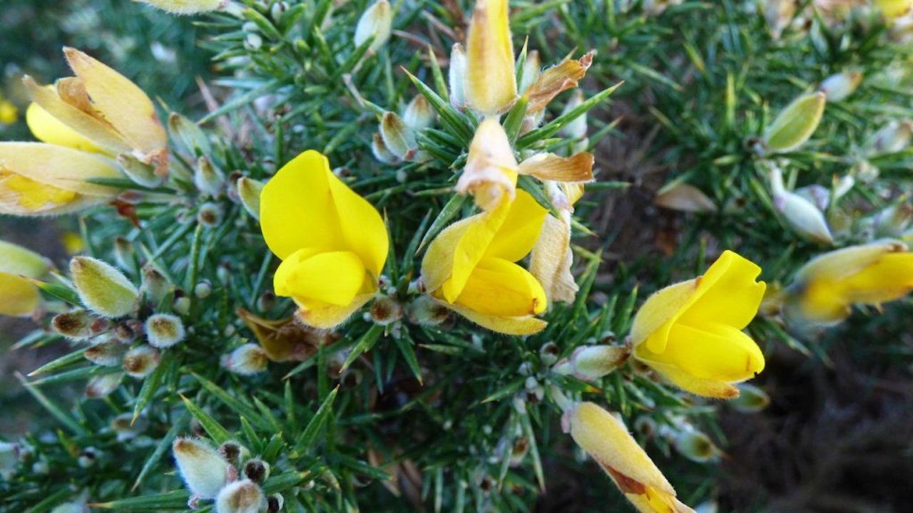 Gorse