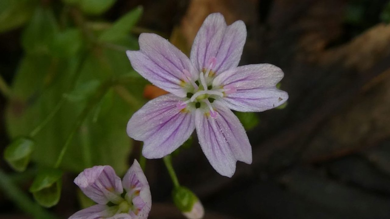 Pink Purslane