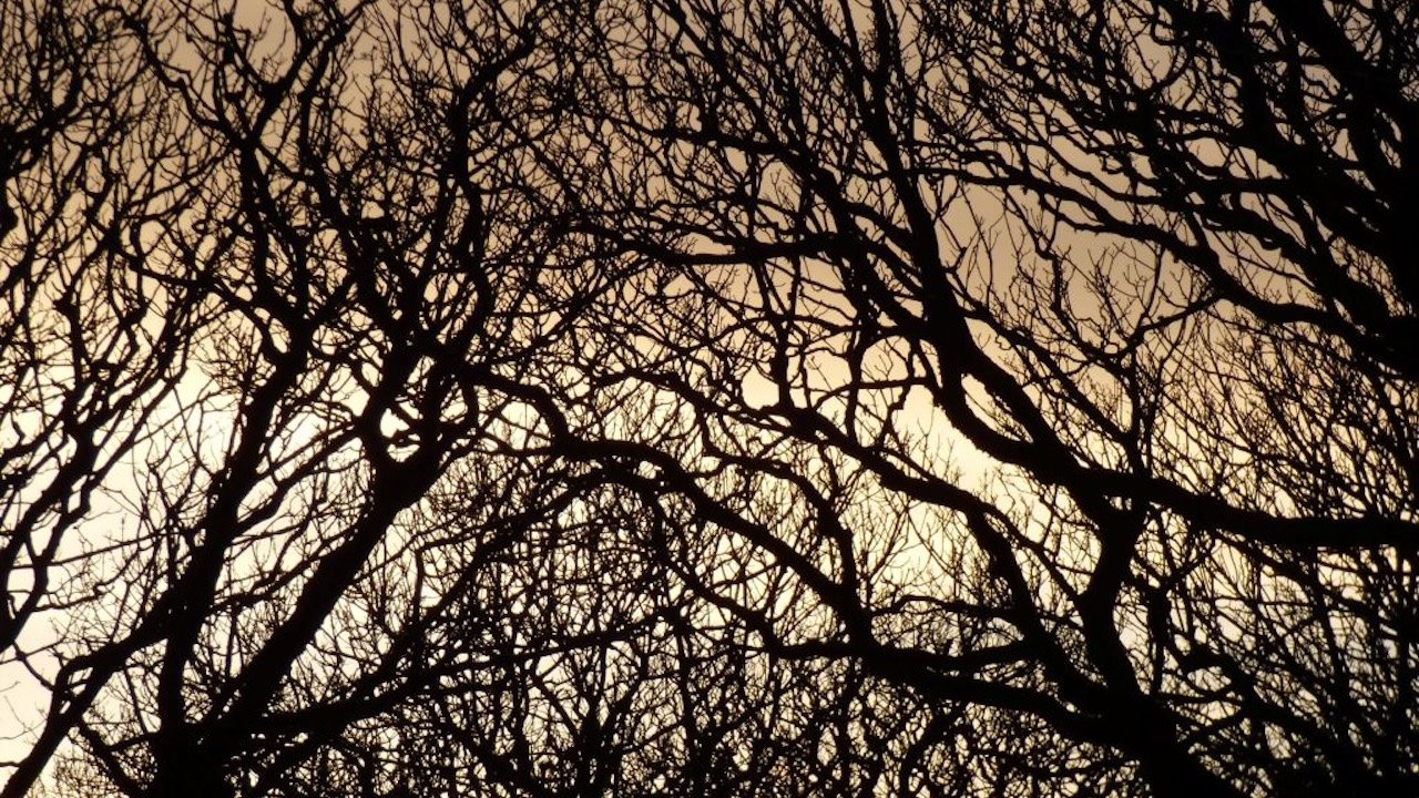 Winter light in trees
